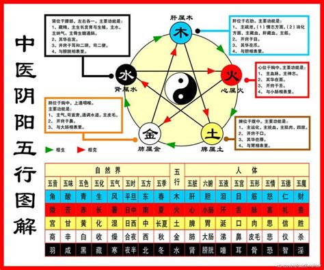 金生木 木生水|一分钟记住，五行相生相克。